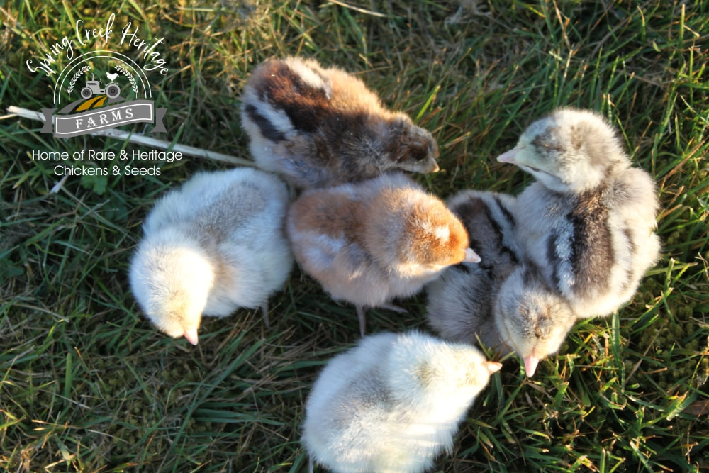 Top view of Bielfelder Pack chicks out on pasture.