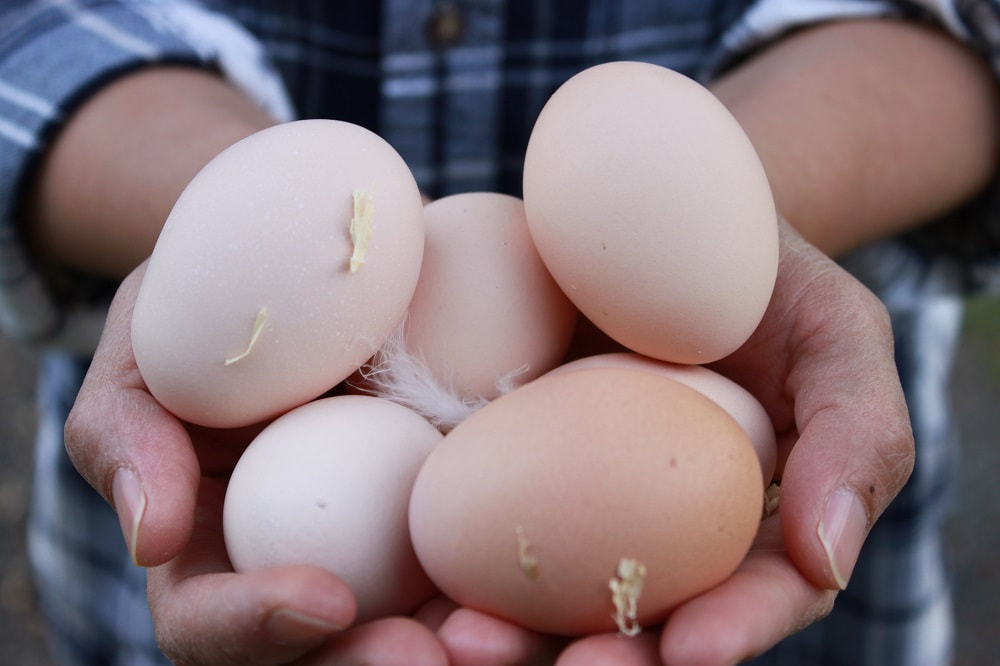 A farmer holding out a beautiful bunch of fresh Light Sussex eggs in pink and creamy hues.