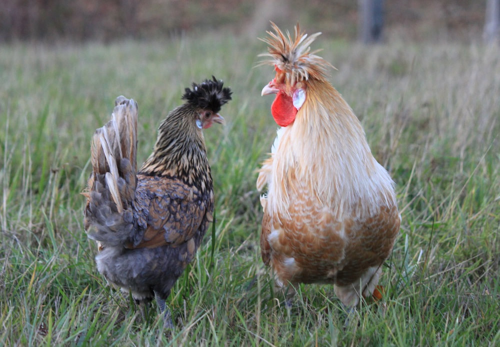 A gorgeous pair of Spitzhauben chickens enjoying the pasture in our family farm.