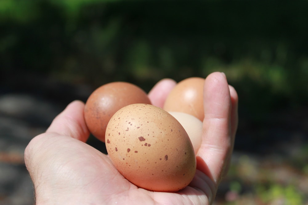 Farmer's hand holding out Le Grand hatching eggs to show the variety in tones, there is chocolate, light brown with speckles, creamy tone.