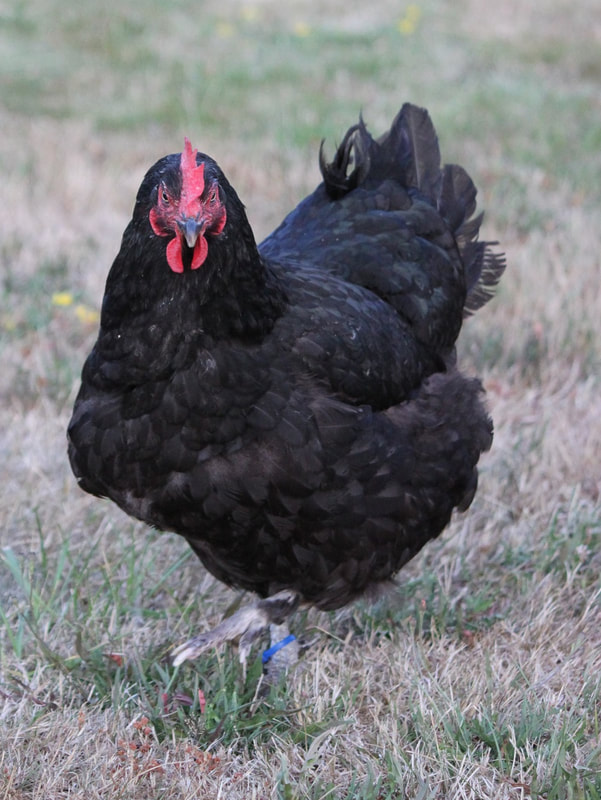 A photo of one of our Le Grand hens on pasture.