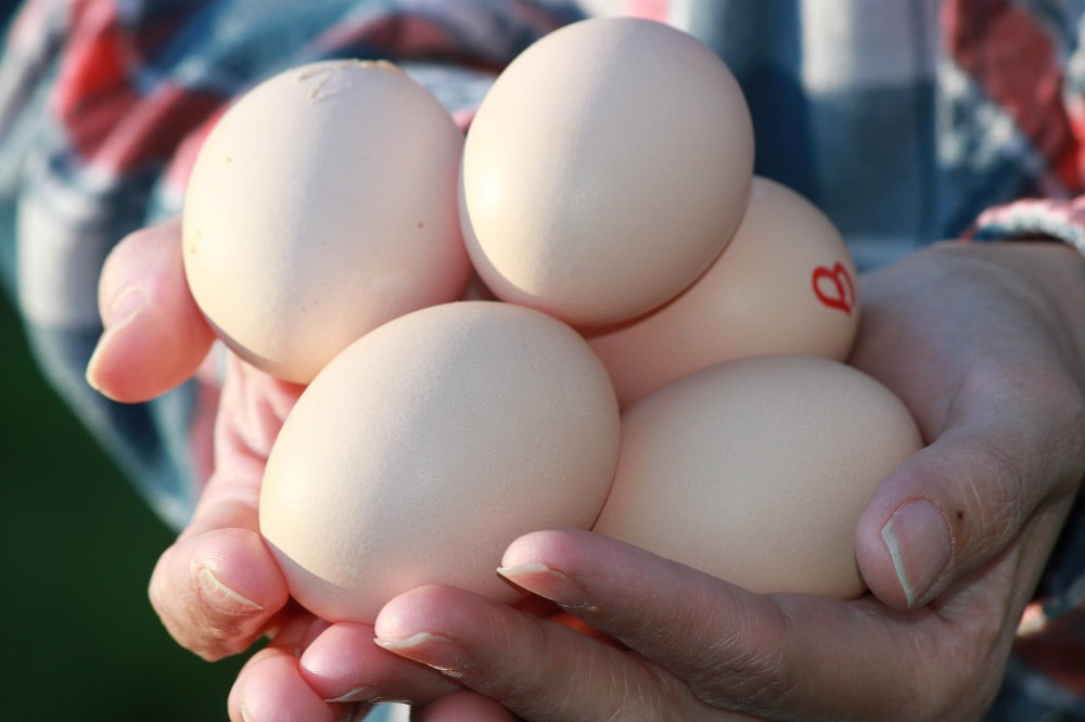 A pair of hands holding a bunch of cream colored Bresse hatching eggs under the glistening sun.