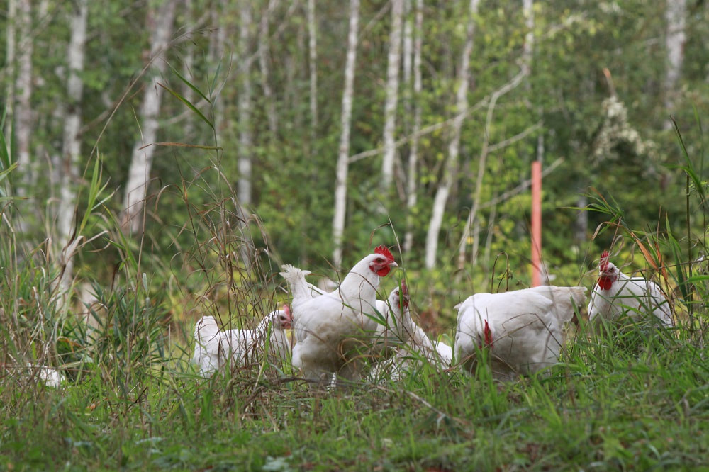 A flock of adult Bresse chickens on the Pacific Northwest pasture.