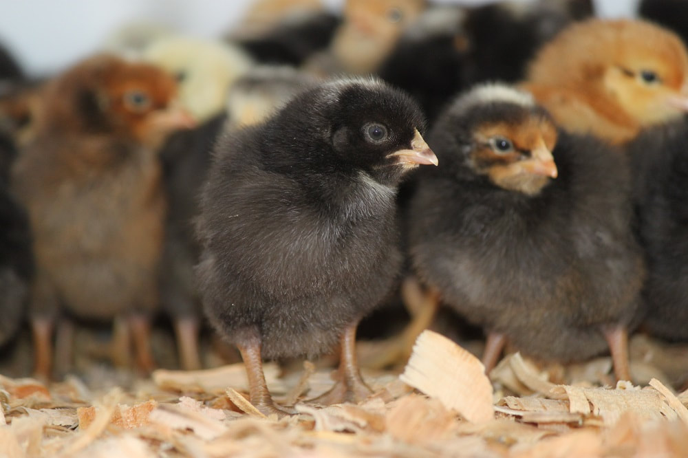 Close up photo of Rainbow Egg Layer Pack cute and fuzzy baby chicks.