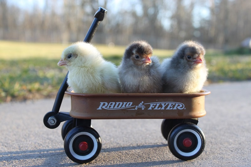 Cute Appenzeller Spitzhauben chicks in a wagon.
