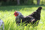 A solo picture of a beautiful silver backyard hen.