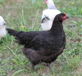 A Le Grand chicken pullet enjoying the pasture.