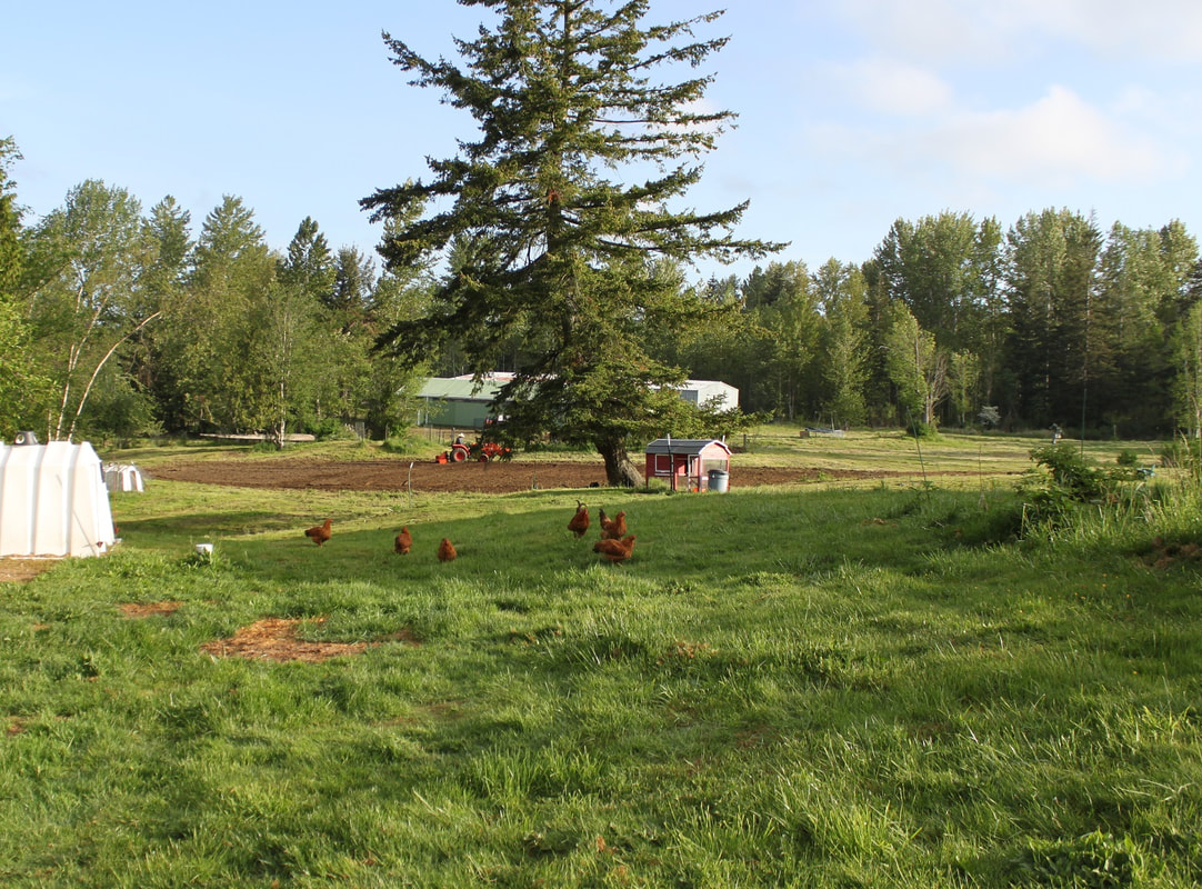 A very scenic viewe of the family farm showing a red chicken coop, roosters on pasture, big green barn, planting field surrounded by forests of evergreen trees.