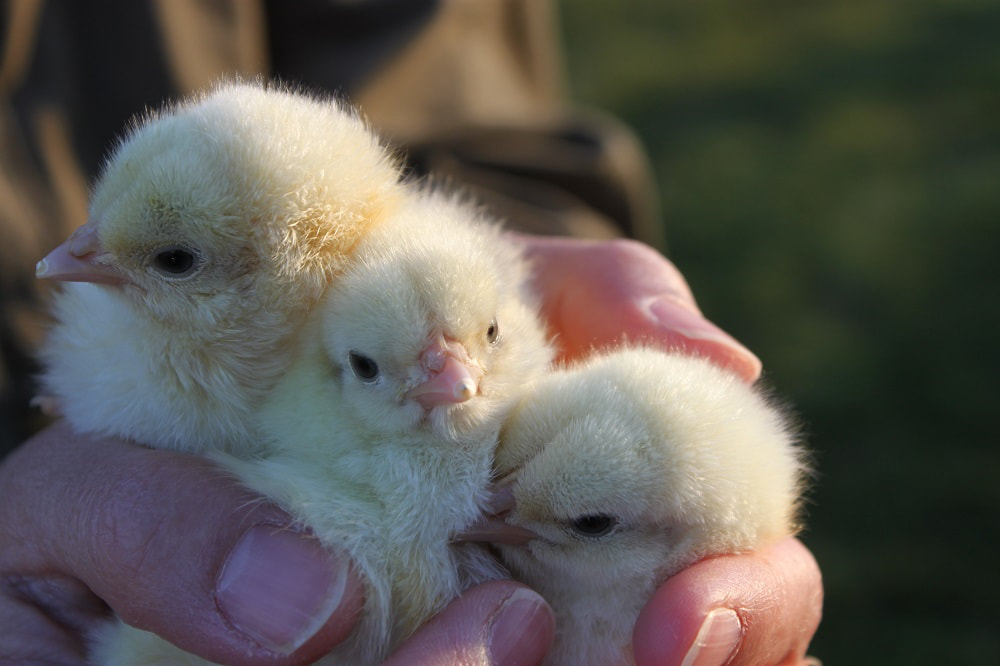 Three cute and fuzzy day old Bresse chicks huddling in the farmer's hands while enjoying the early spring sunshine.