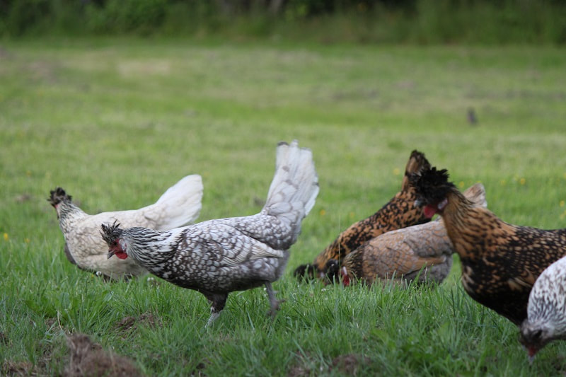 Appenzeller Spitzhauben hens on pasture.