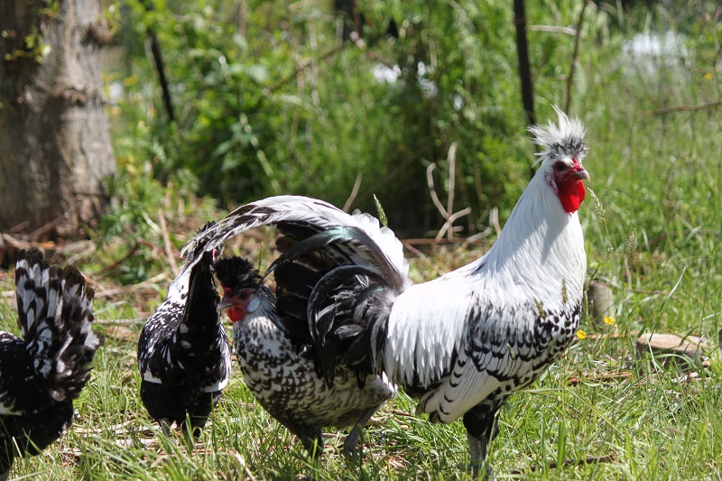 One of our beautiful Appenzeller Spitzhauben roosters out on pasture and guarding the hens while they forage.  
