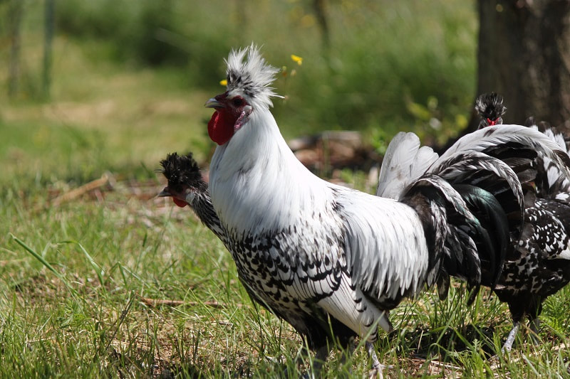 A gorgeous Appenzeller Sptizhauben rooster guarding the flock of Spitzhauben chickens on pasture.