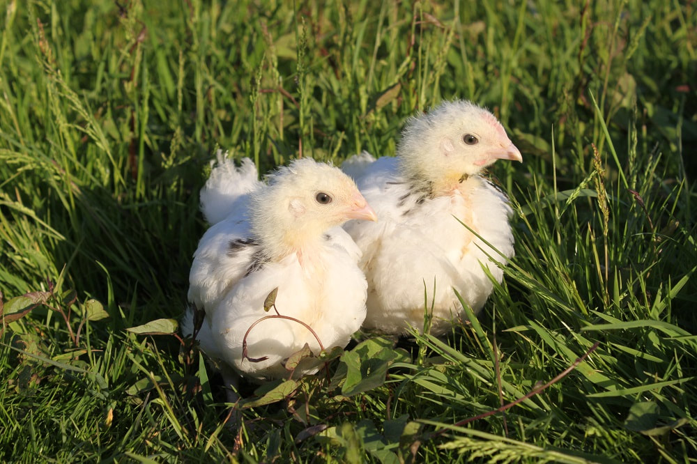 An adorable pair of Light Sussex chicks sunbathing on pasture.