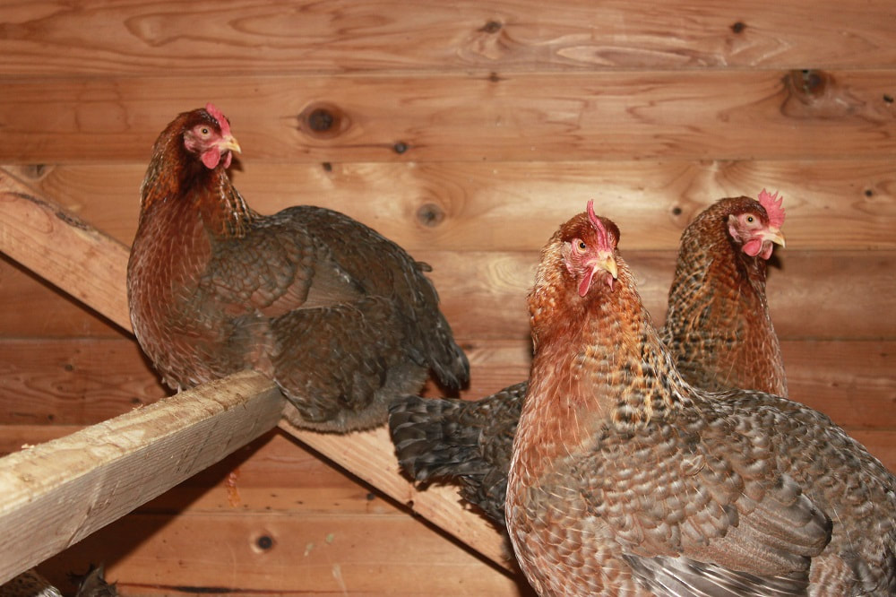 Bielefelder Chicken | Rare &amp; Heritage Chickens | Bellingham Washington ...