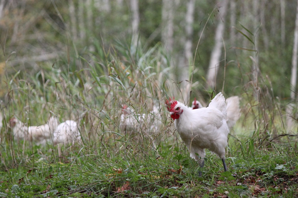 A Bresse rooster foraging on pasture while the rest of the flock is seen in the background.