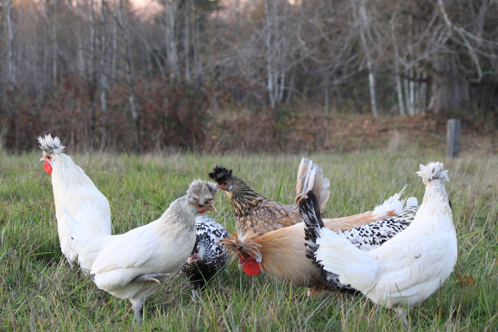 A very colorful breeding group of Spitzhauben chickens frolicking on pasture in our Pacific Northwest family farm.