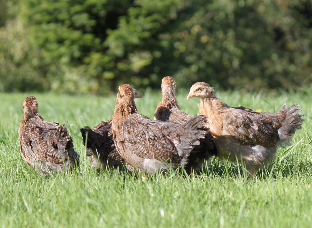A group of Rainbow Egg Layer pullets out on pasture enjoying sunny weather.  They are about 4 to 8 weeks old female chickens.