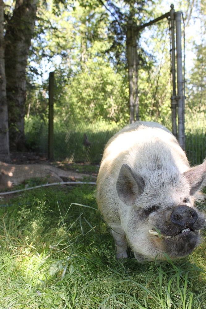 A handsome looking Kunekune boar smiling for the camera while enjoying being on fresh pasture.