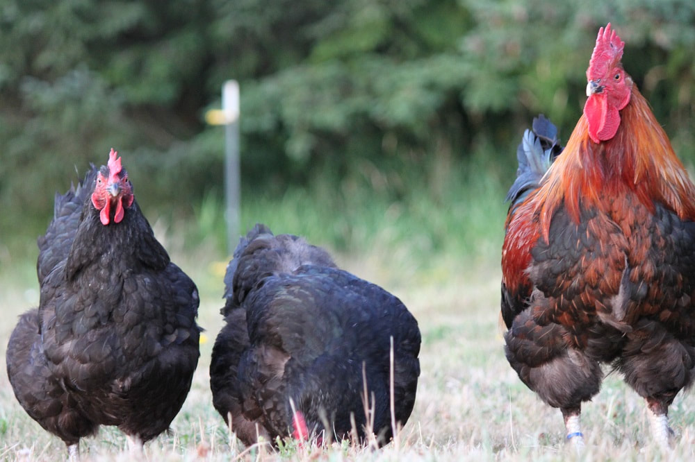 A breeding trio of 2 hens & a rooster of our Le Grand chickens on pasture in our family farm.