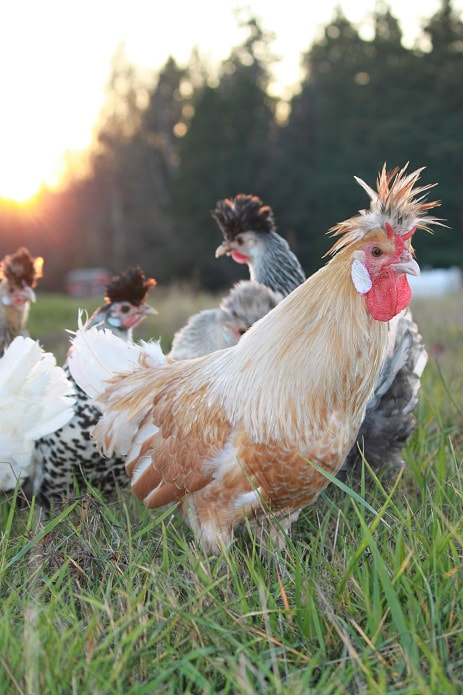 A chamois Appenzeller Spitzhauben rooster guarding a flock of Spitzhauben hens out on pasture.