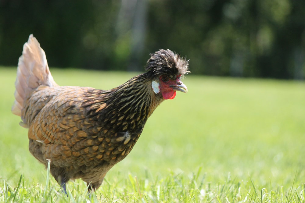 A solo picture of a Spitzhauben backyard hen.