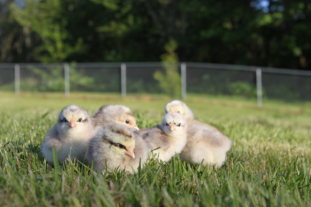 Silver Bielefelder chicks out on pasture at Spring Creek Heritage Farms.