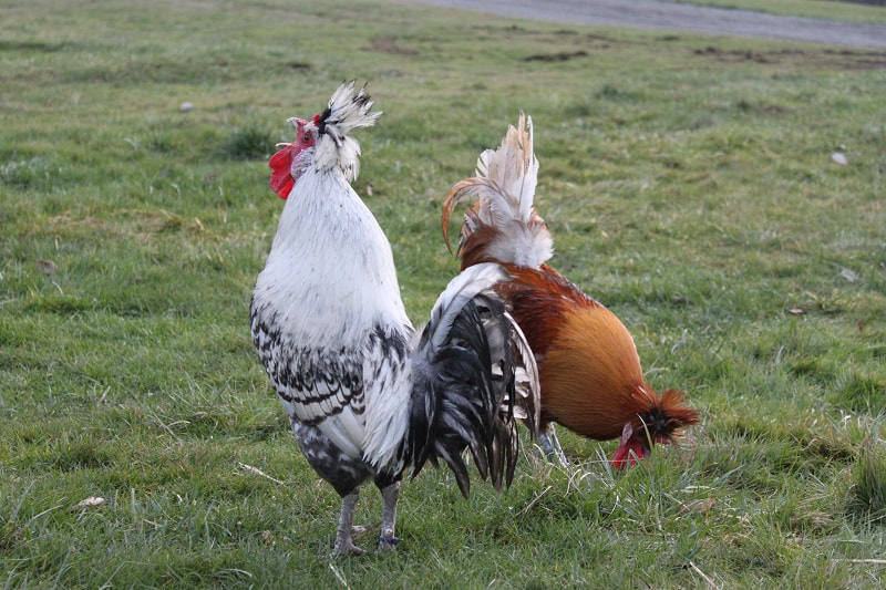 Two Appenzeller Spitzhauben roosters out on pasture.  One is crowing the other is foraging.