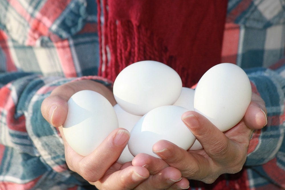 Half a dozen white Appenzeller Spitzhauben eggs held by one of our farmers at Spring Creek Heritage Farms.