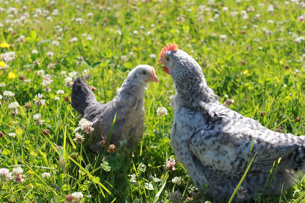 A Silver Bielefelder pullet and cockerel in a field of clover at Spring Creek Heritage Farms.